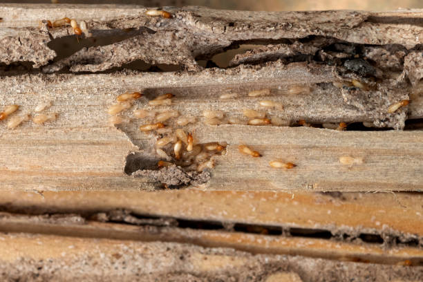 Best Flea Control Services  in Lester Prairie, MN